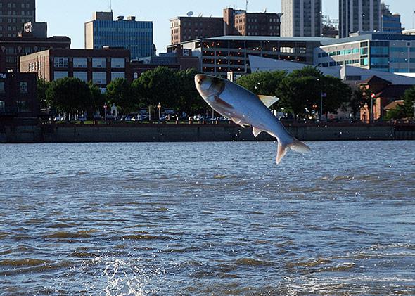 An Asian carp leaps into the air.